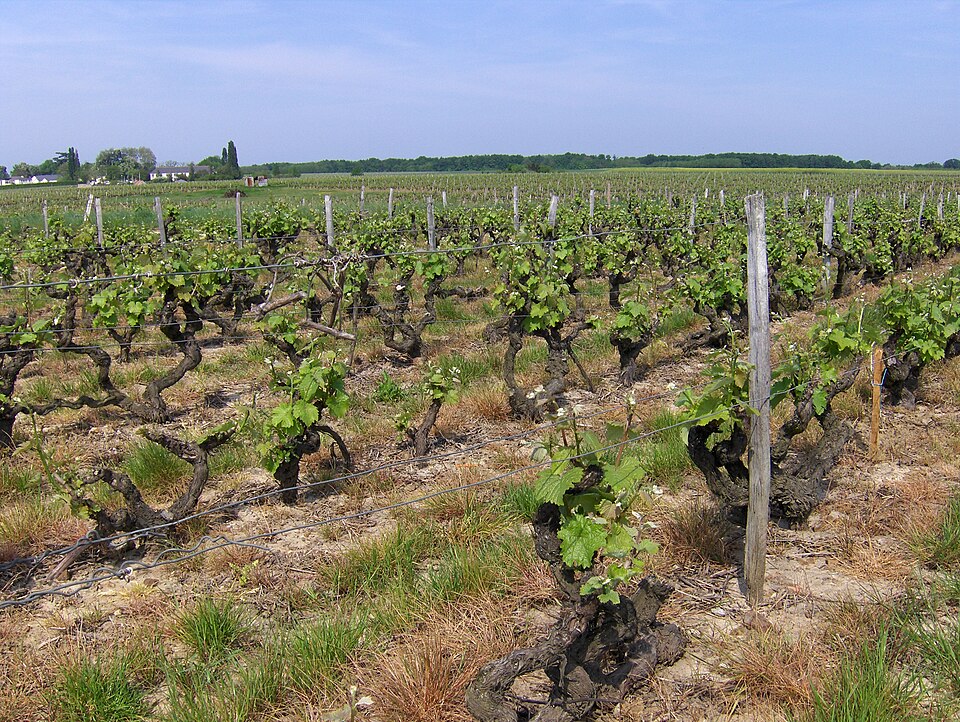 Vignoble de Vouvray Rochecorbon en val de Loire